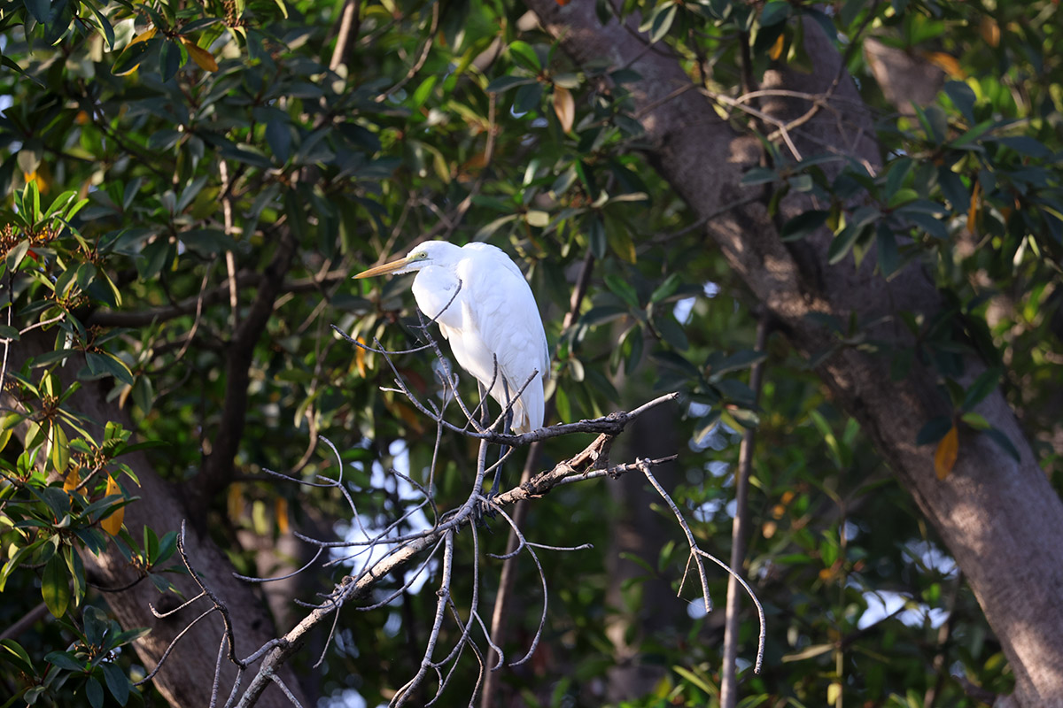 Great Egret